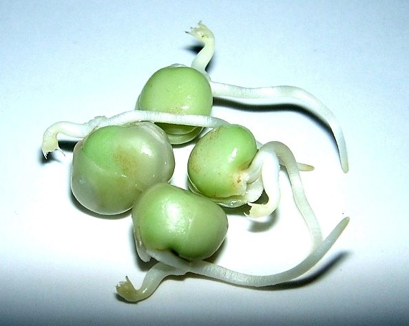 Proteína de Soja vs. Proteína de Ervilha
