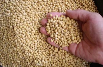 Soy protein vs. whey protein compares a leading plant-based protein against a popular animal-sourced protein.