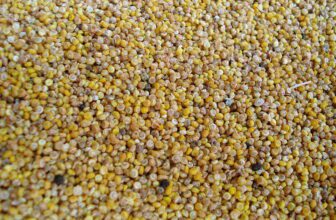 Proteína de Quinoa – Suplementos em Revisão