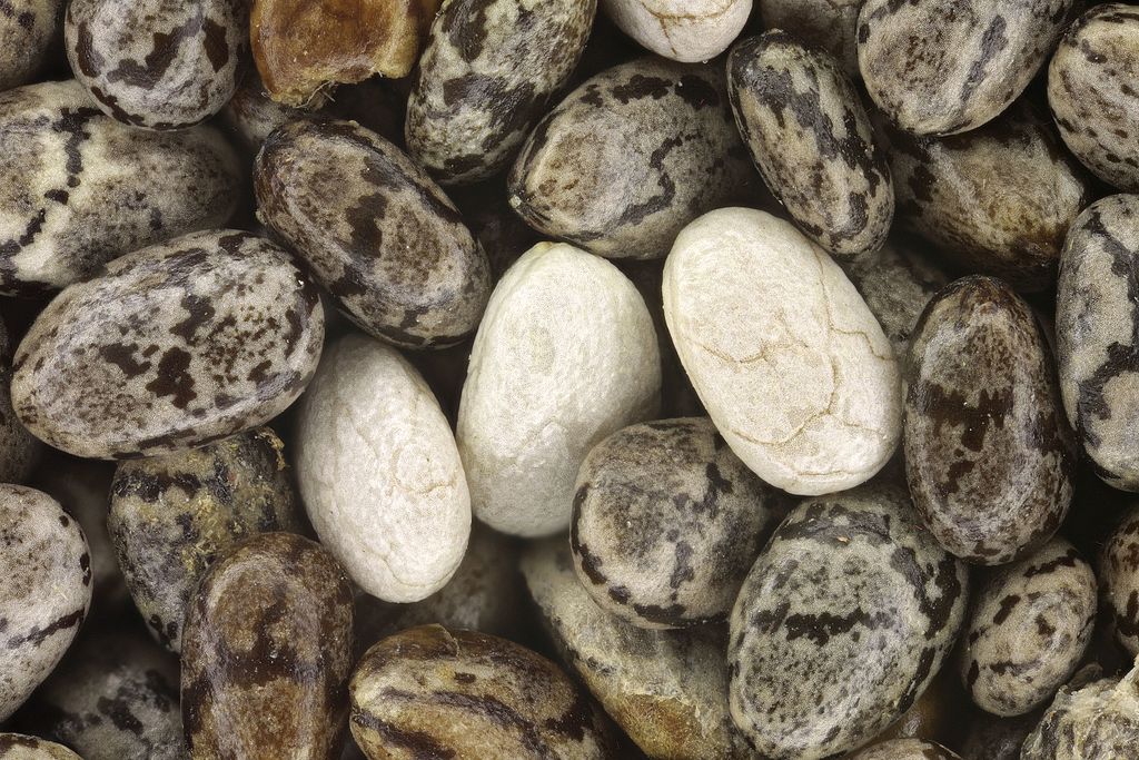 Proteína Chia – Suplementos em Revisão