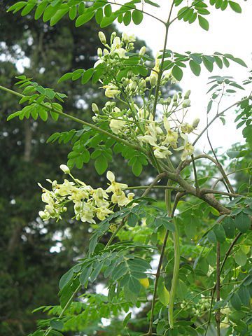 Moringa Oleifera para perda de gordura 5 Moringa Oleifera para perda de gordura