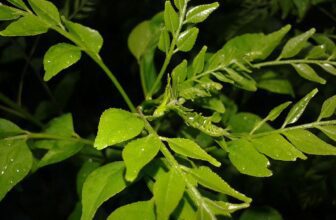 Murraya Coenigi para perda de gordura