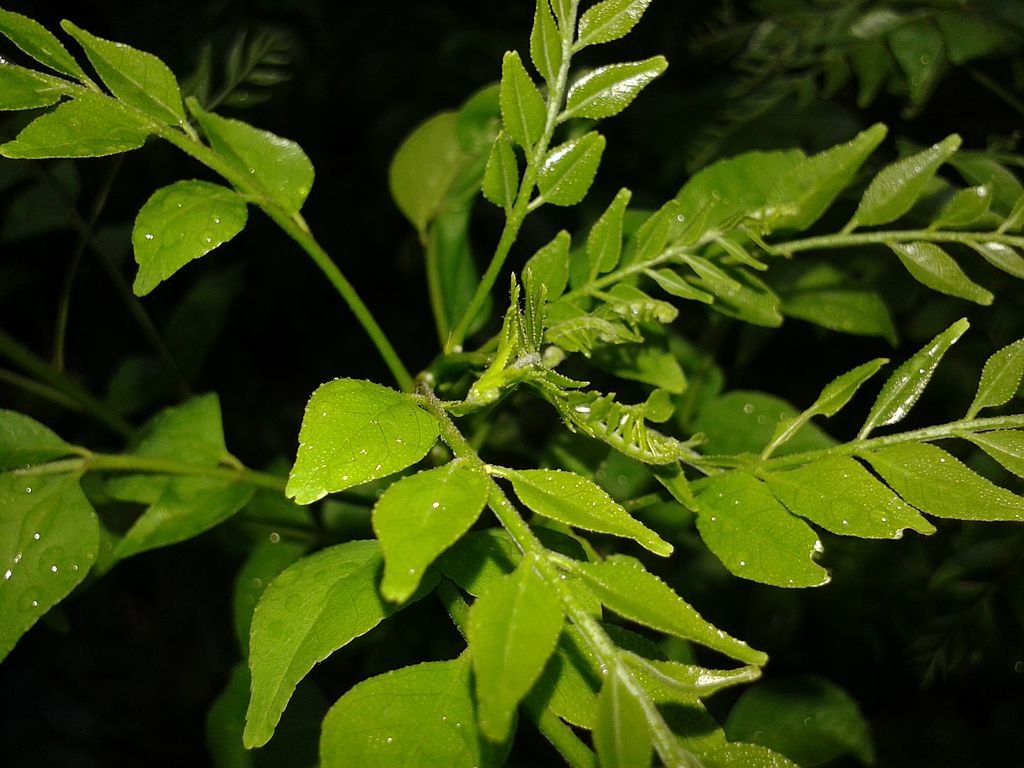 Murraya Coenigi para perda de gordura