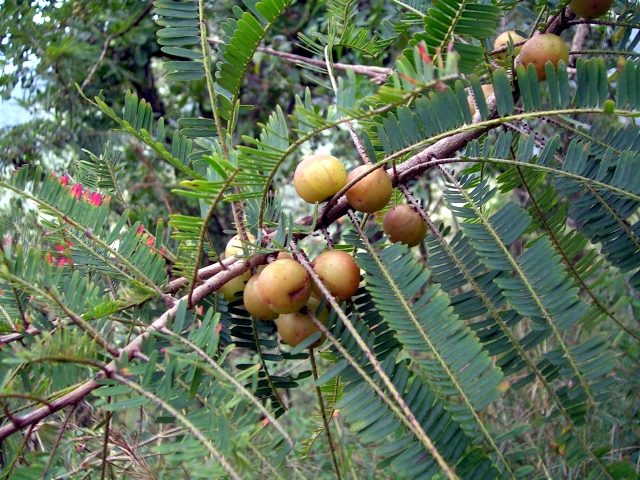 Triphala para perda de gordura - suplementos em revisão