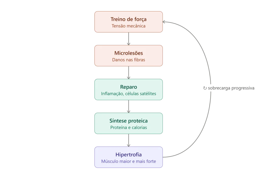 Como Funciona a Hipertrofia Muscular?