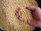Proteína de soja vs. proteína de soro de leite