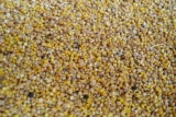 Proteína de Quinoa