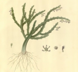 Caralluma fimbriata para perda de gordura