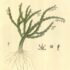 Gynostemma Pentaphyllum para perda de gordura