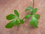 Gynostemma Pentaphyllum para perda de gordura