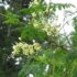 Murraya Coenigi para perda de gordura