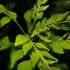 Moringa Oleifera para perda de gordura