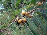 Triphala para perda de gordura