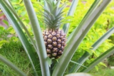 Bromelaína para a saúde das articulações